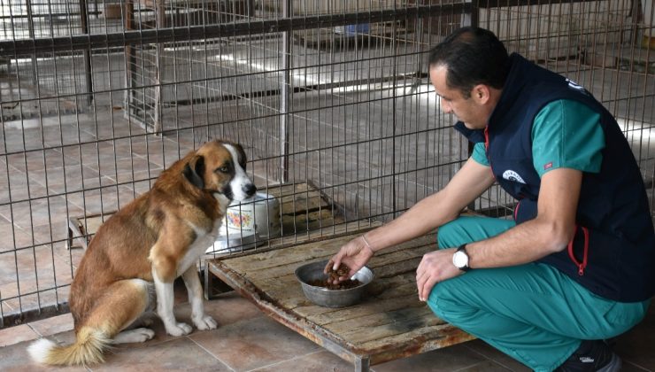 Şarköy Belediyesi Sokak Hayvanlarının Yanında