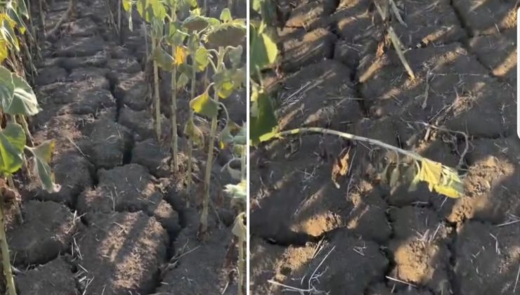 Yeniden Refah Partisi Trakya’dan Uyardı: “Ayçiçeği Üreticisi Kuraklıkla Perişan, Yağsız Sofralar Kapıda”