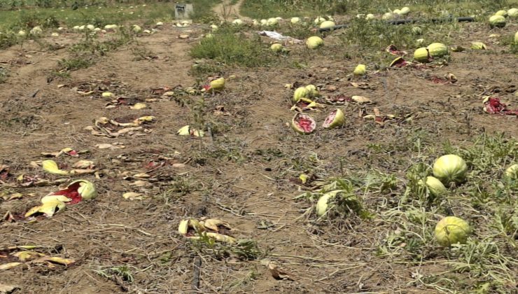 Tekirdağ’da Kuraklık ve Yanlış Fide Dağıtımı Felakete Yol Açtı