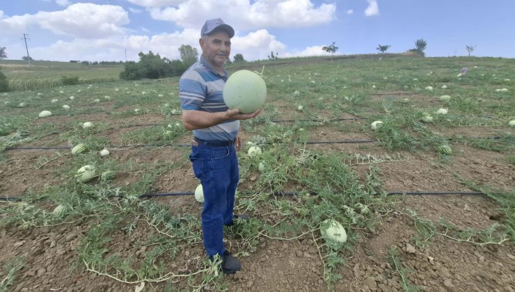 Tekirdağlı Üretici Ata Tohumuyla Hem Kuraklığı Hem Ekonomik Krizi Yendi